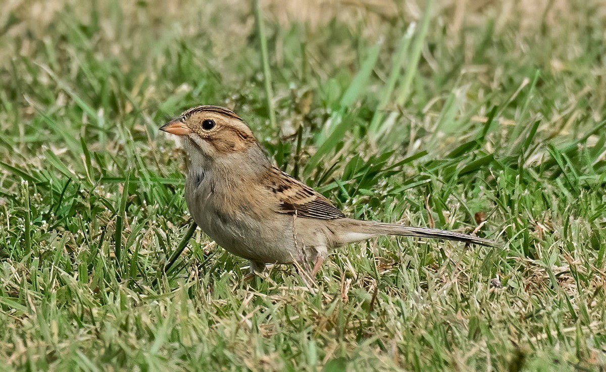 Clay-colored Sparrow - Alison Davies