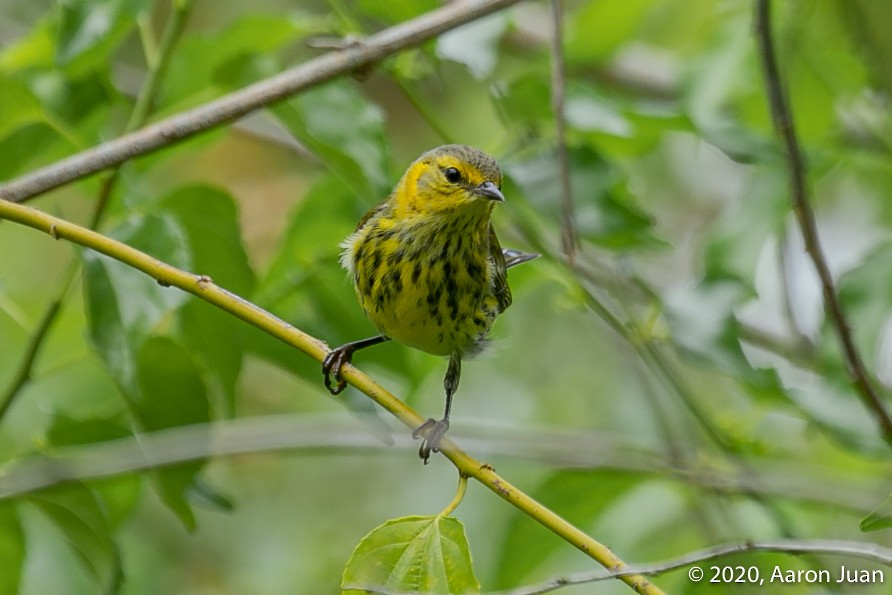 Cape May Warbler - ML269669101