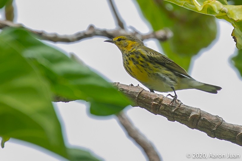 Cape May Warbler - ML269669131