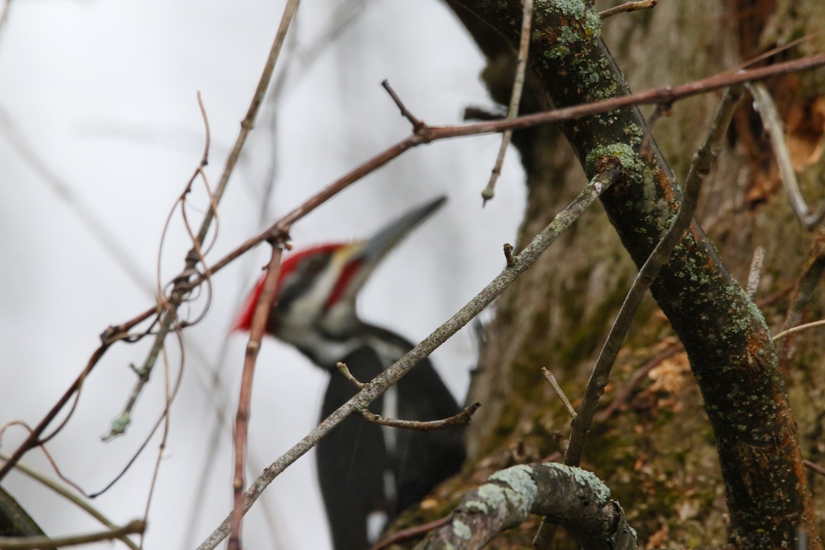Pileated Woodpecker - ML26967091
