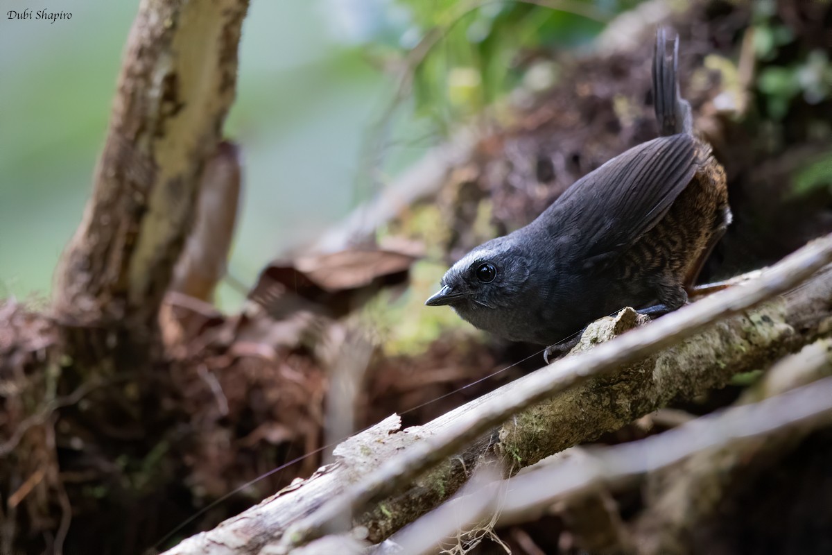 Silvery-fronted Tapaculo - ML269671991