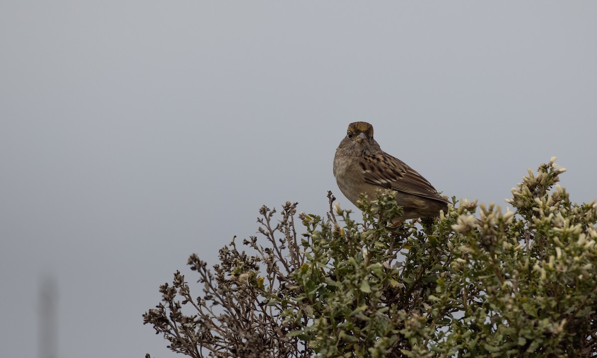 Golden-crowned Sparrow - ML269672311