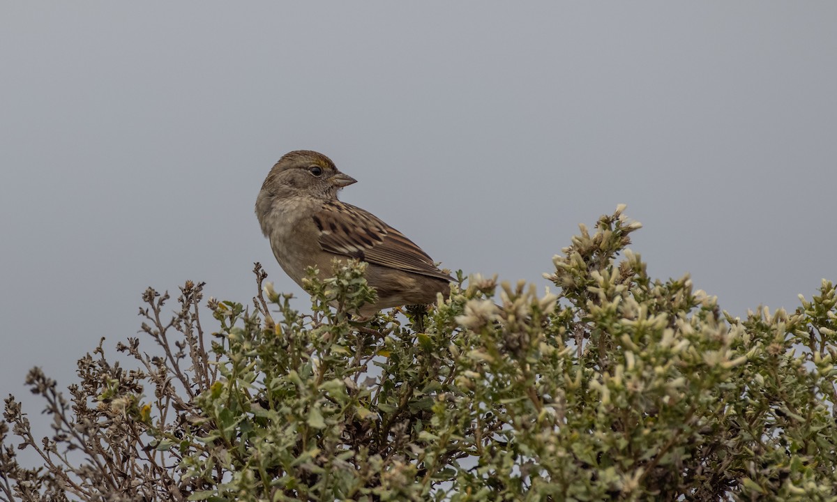 Golden-crowned Sparrow - ML269672321