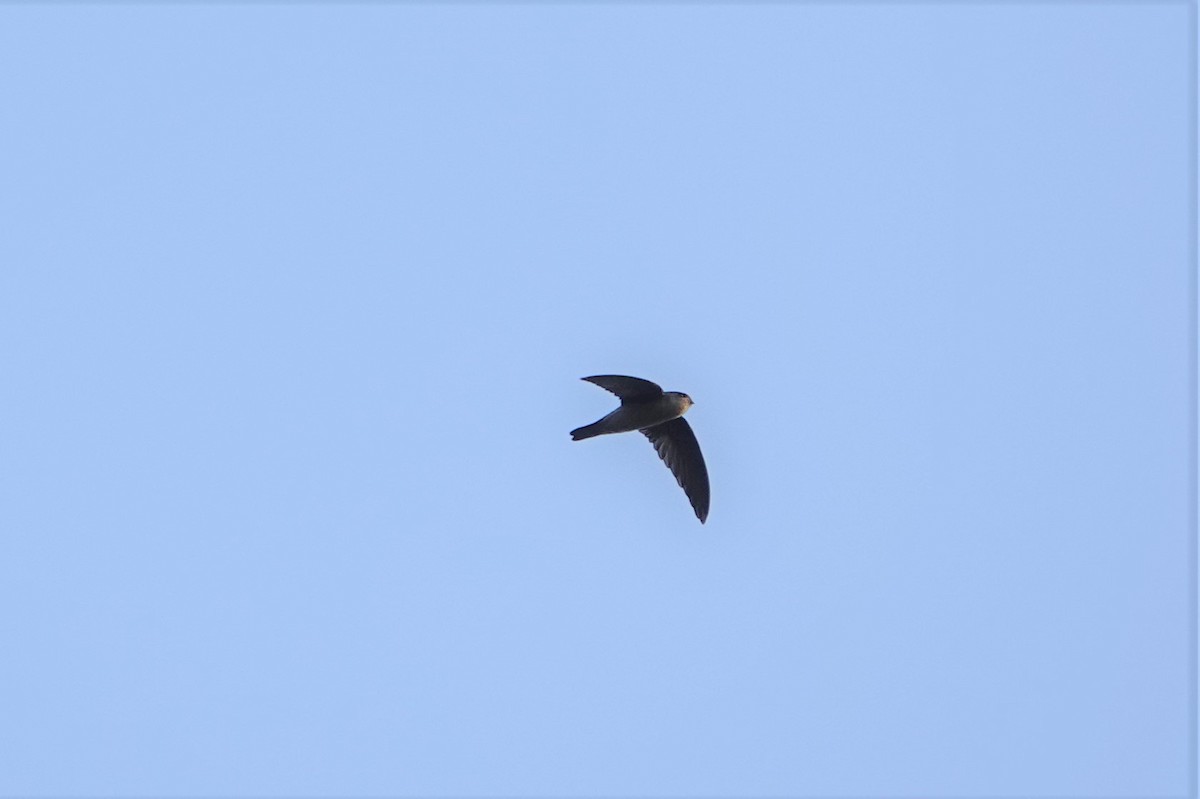 eBird Taiwan Checklist - 10 Oct 2020 - 高雄--旗津舊高字塔(Kaohsiung--Qijin VTC ...