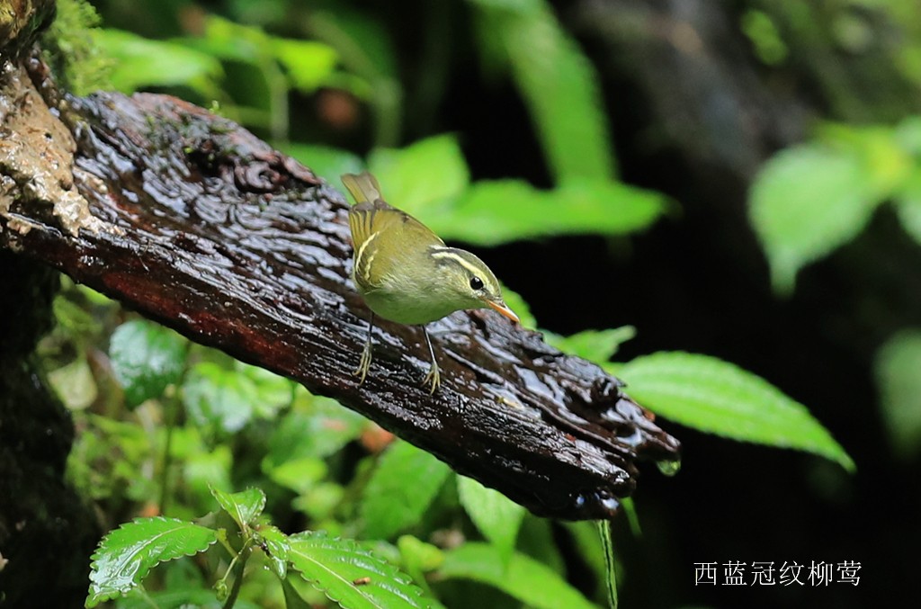 Blyth's Leaf Warbler - Qiang Zeng