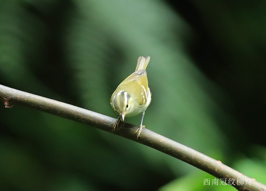 Blyth's Leaf Warbler - Qiang Zeng