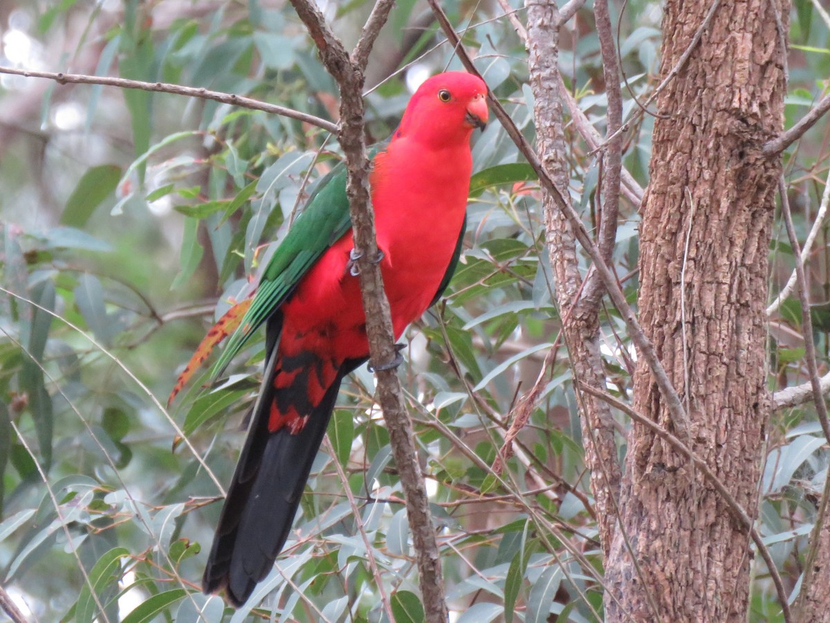Australian King-Parrot - ML269686091