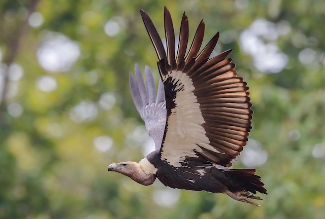 Possible confusion species: White-rumped Vulture (<em class="SciName notranslate">Gyps bengalensis</em>). - White-rumped Vulture - 