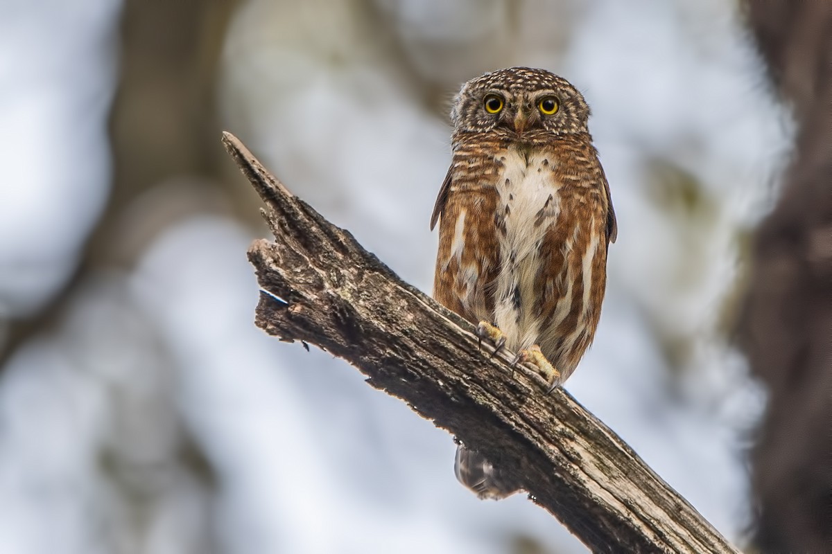 Collared Owlet - ML269689611