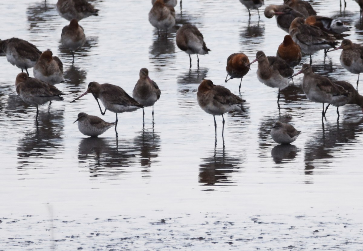 Red Knot - A Emmerson