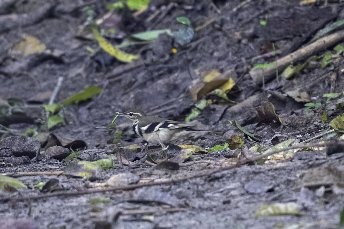 Forest Wagtail - ML269695441