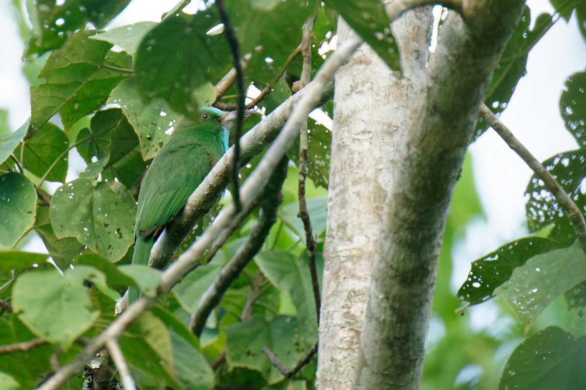 Blue-bearded Bee-eater - ML269699471