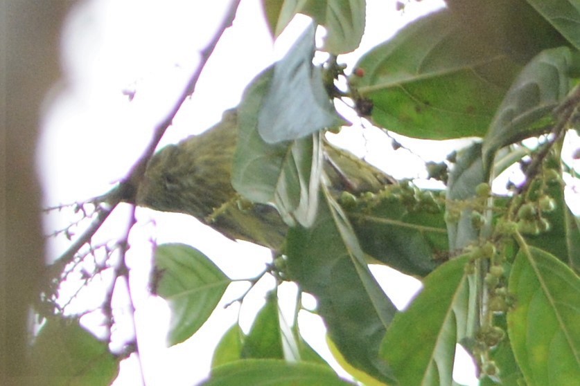Olive-streaked Flycatcher - ML26970171