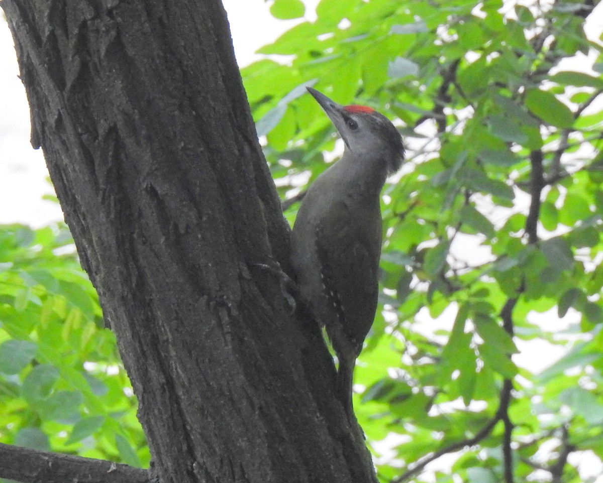 Gray-headed Woodpecker - ML269702281