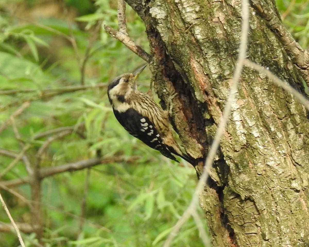Gray-capped Pygmy Woodpecker - ML269702581