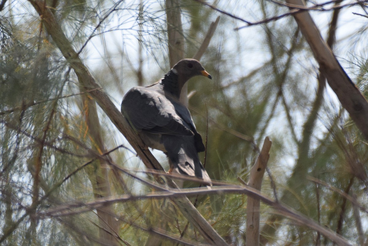 Band-tailed Pigeon - Naresh Satyan