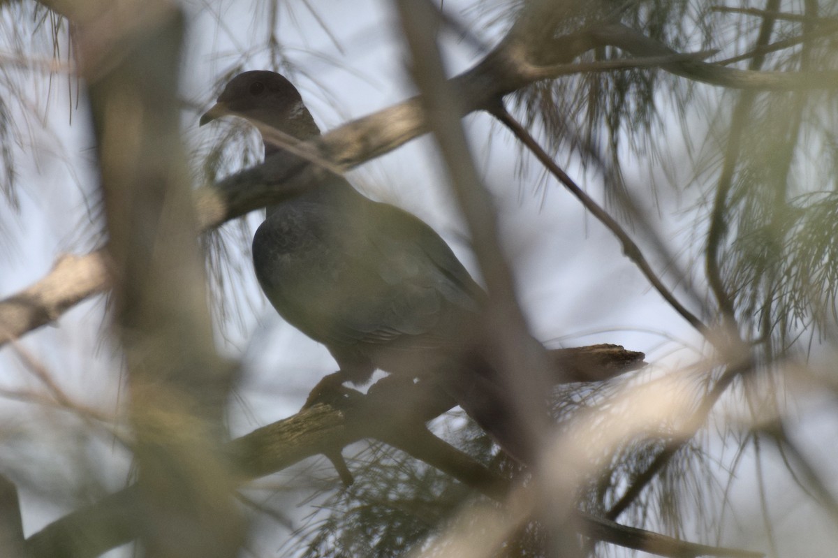 Band-tailed Pigeon - ML269704271