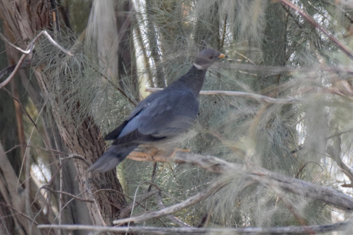 Band-tailed Pigeon - ML269704311
