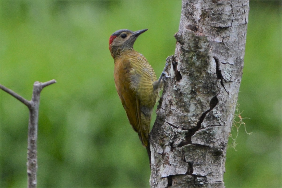 Golden-olive Woodpecker - ML26970501
