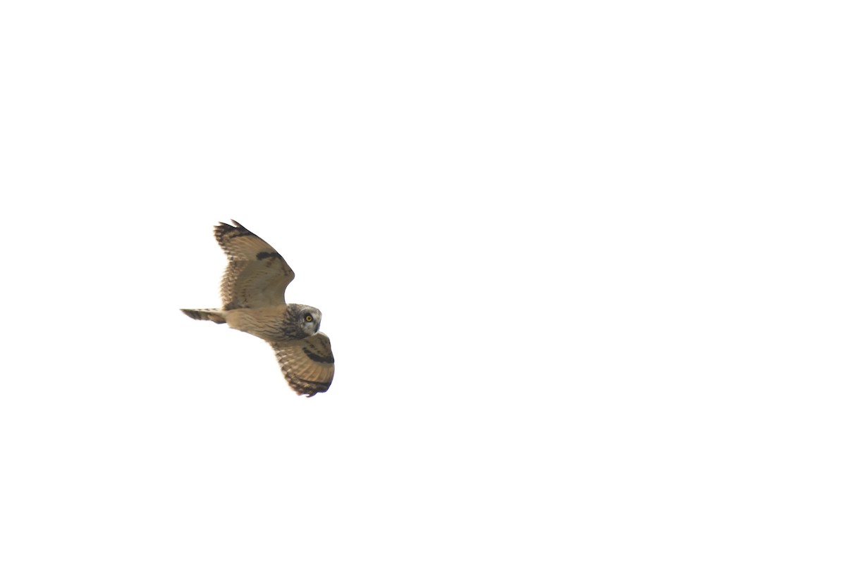 Short-eared Owl - ML269708831
