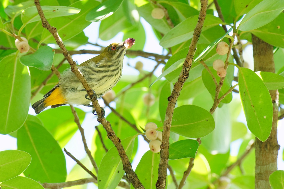 Yellow-vented Flowerpecker - Vincent Wang