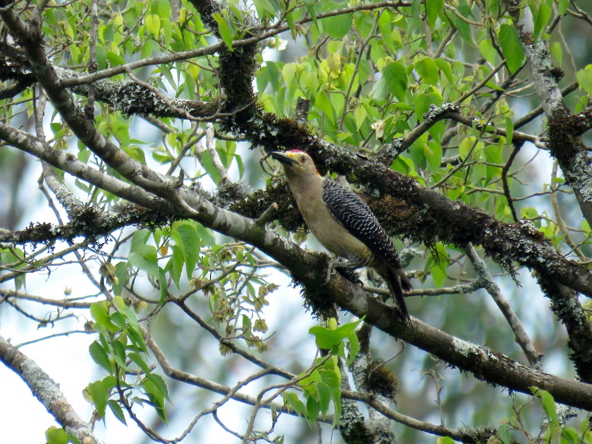 Golden-fronted Woodpecker - John van Dort