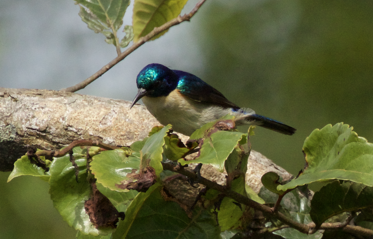 Violet-tailed Sunbird - ML269716271