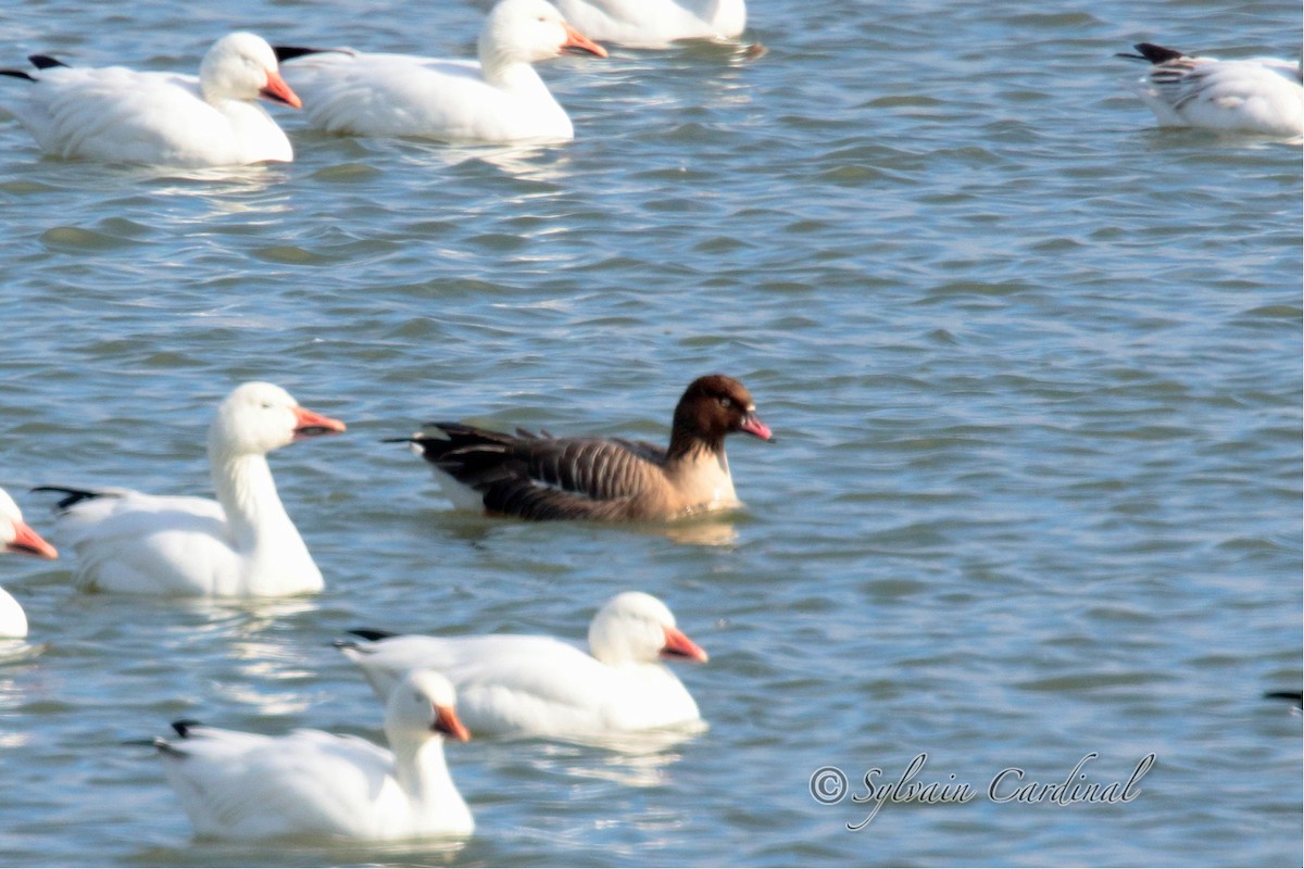 Pink-footed Goose - ML26972081