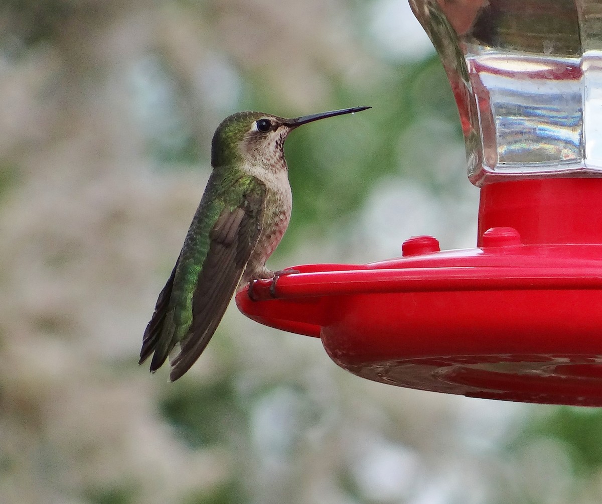 Anna's Hummingbird - ML26972271