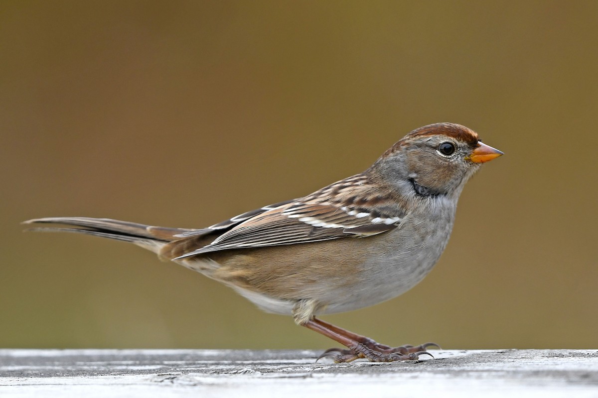 Ebird Checklist - 9 Oct 2020 - Sherwood Park--centennial Park - 14 Species