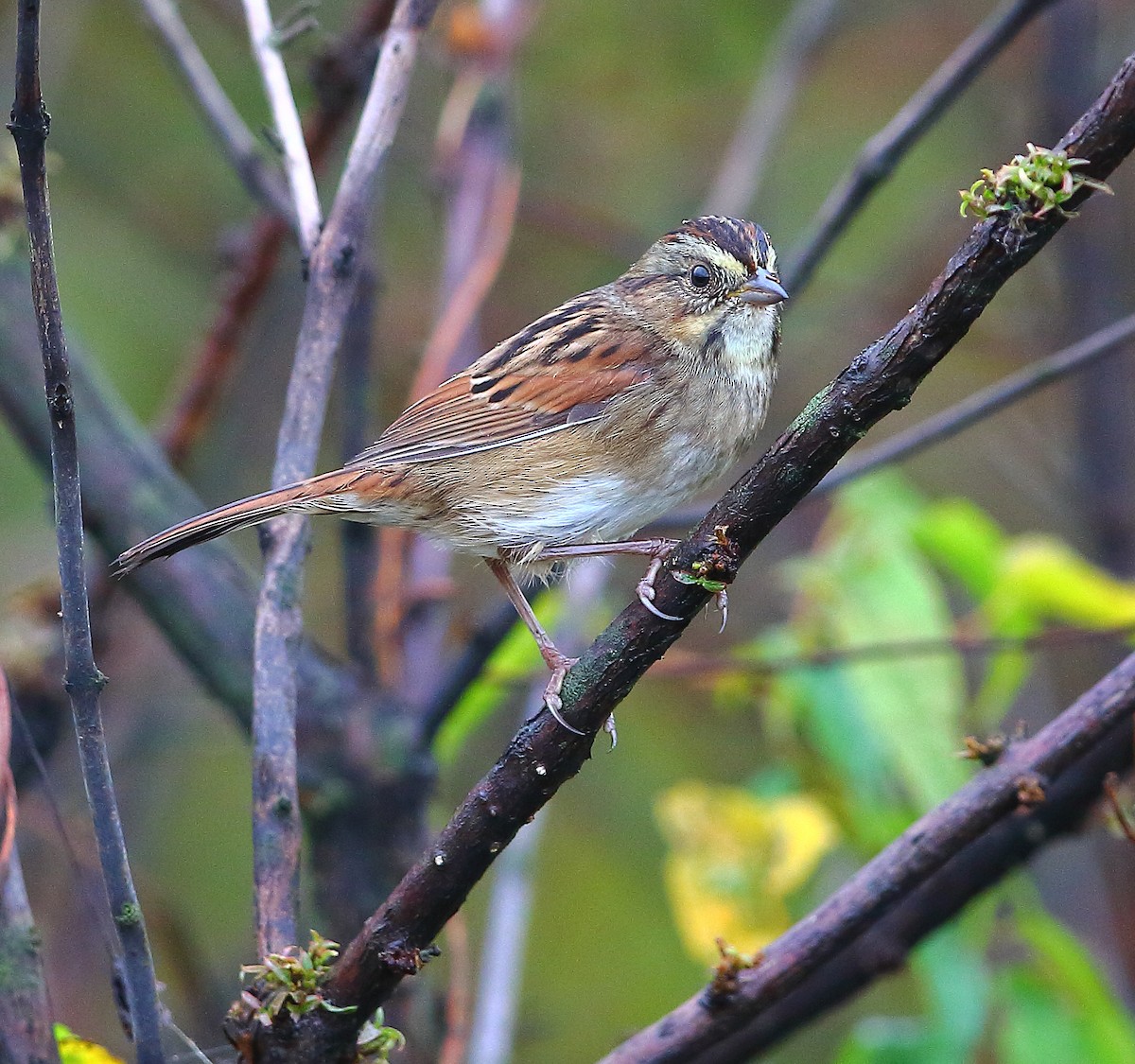 Swamp Sparrow - ML269724811