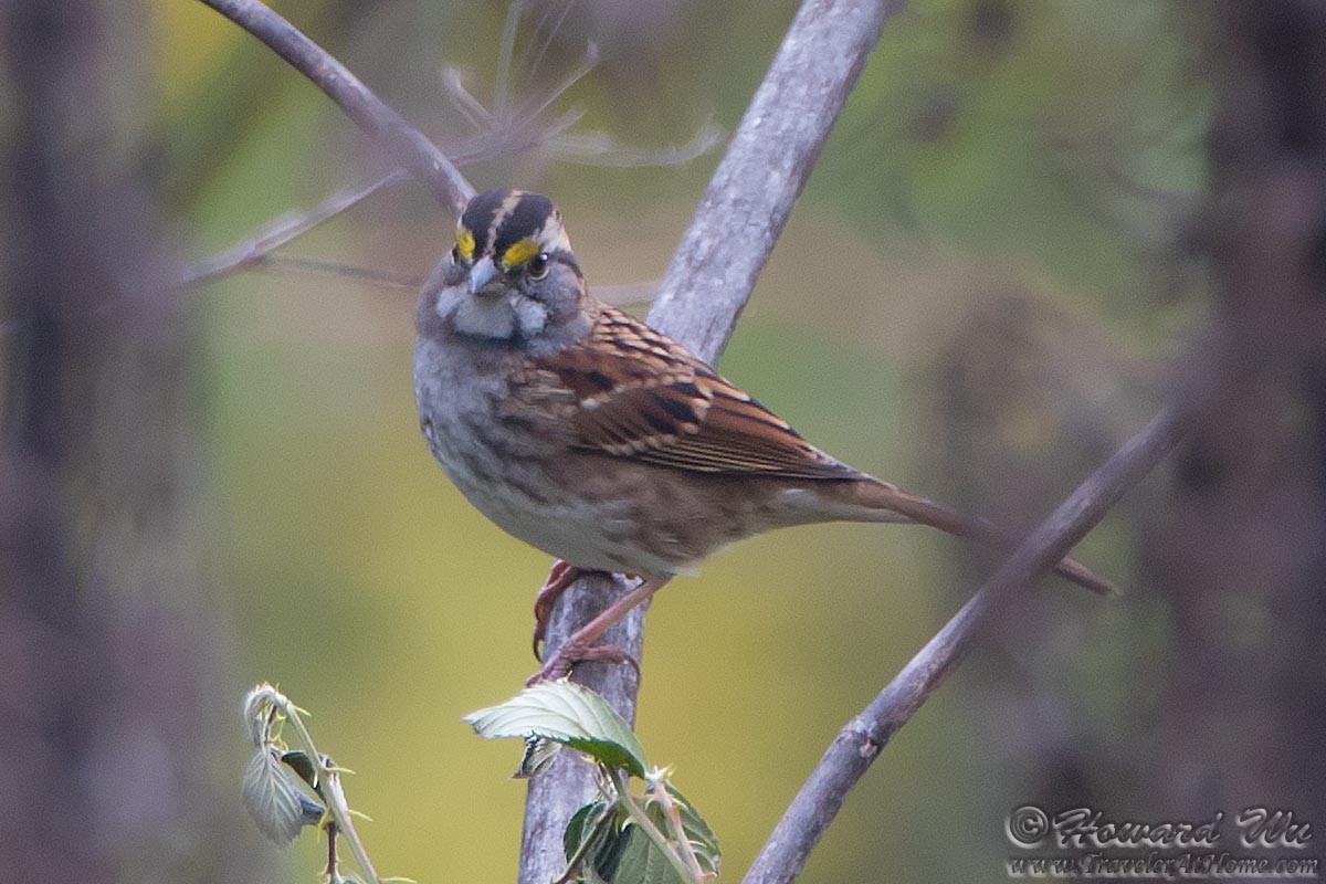 White-throated Sparrow - ML269730191