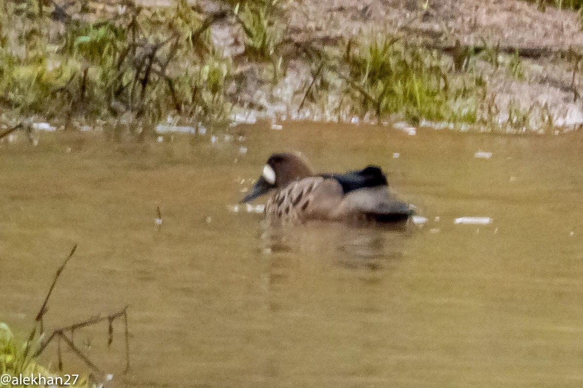 Spectacled Duck - ML269730951