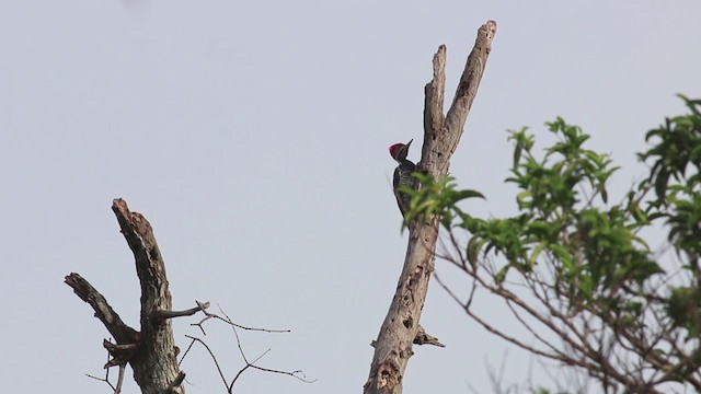 Crimson-crested Woodpecker - ML269734031