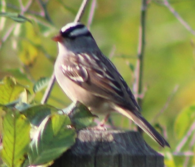 White-crowned Sparrow - ML269734871