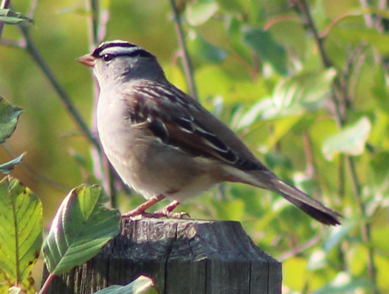 White-crowned Sparrow - ML269734881