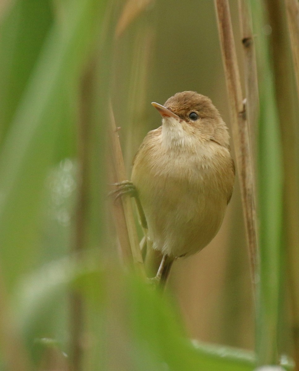 Common Reed Warbler (African) - ML269735191