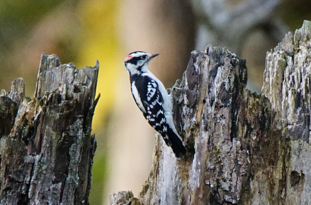 Downy Woodpecker - ML269738411