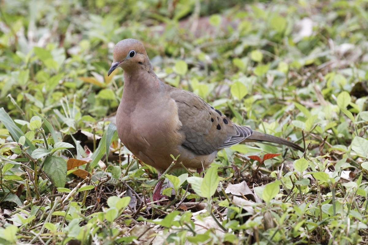 Mourning Dove - Peter Kennerley