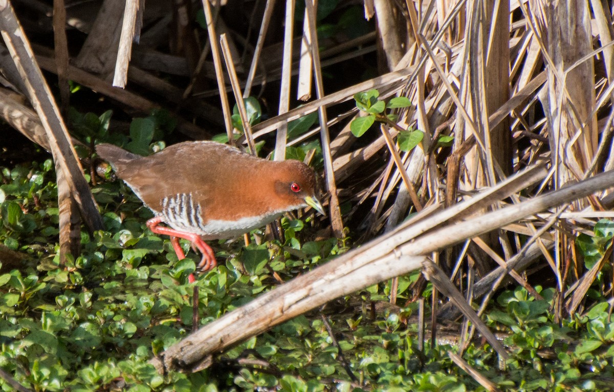 Red-and-white Crake - Thierry Rabau