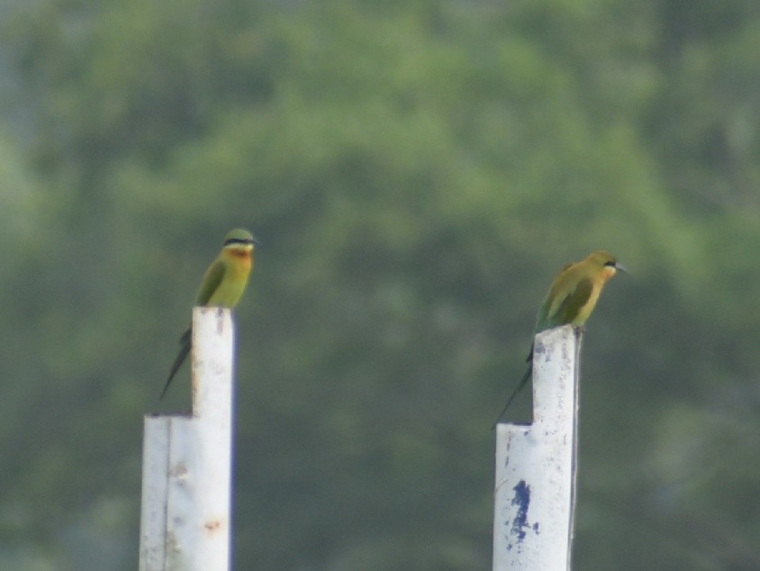 Blue-tailed Bee-eater - ML269745091