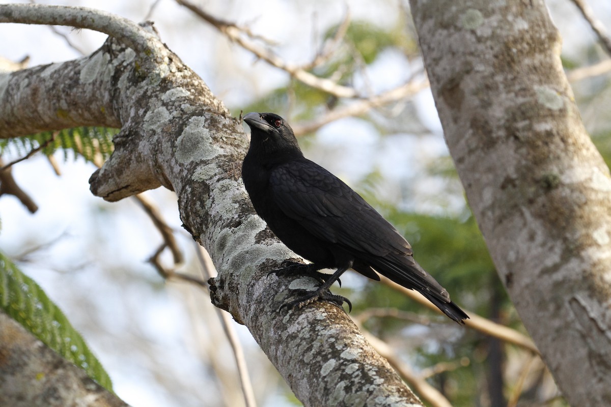 Cuban Crow - Peter Kennerley