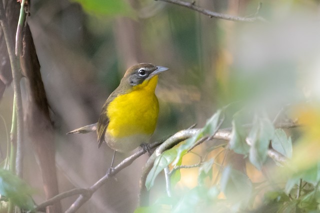 Yellow-breasted Chat