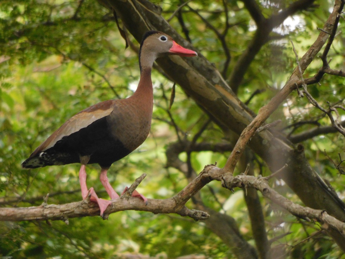 Black-bellied Whistling-Duck - Jaime Bolaños