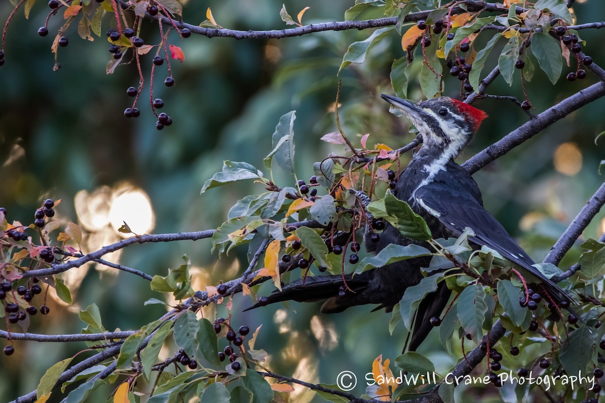 Pileated Woodpecker - Will Sebern
