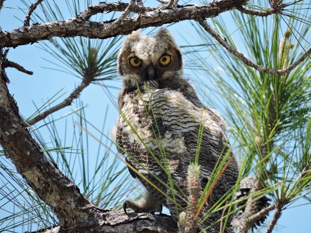 Great Horned Owl - ML26976051