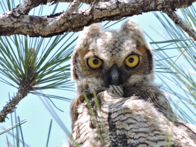 Great Horned Owl - ML26976081