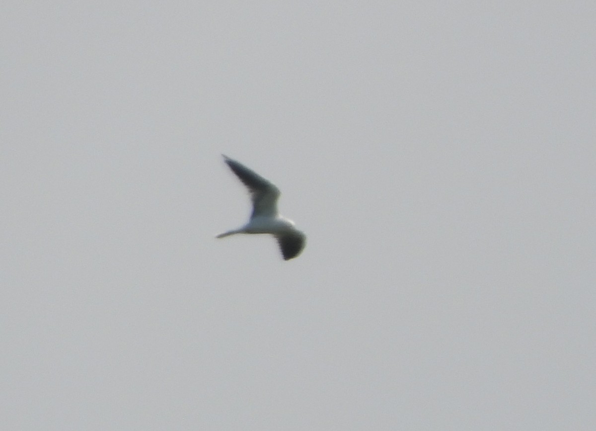 White-tailed Kite - Michelle Bustamante