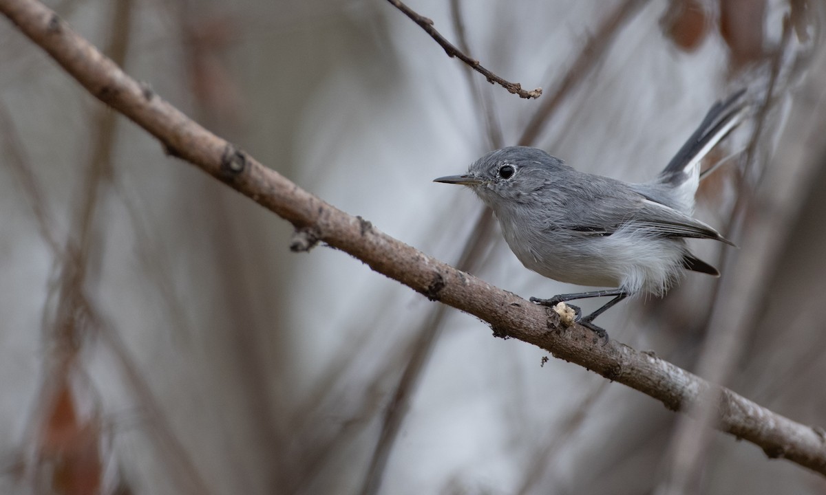 Blue-gray Gnatcatcher (obscura Group) - ML269762631