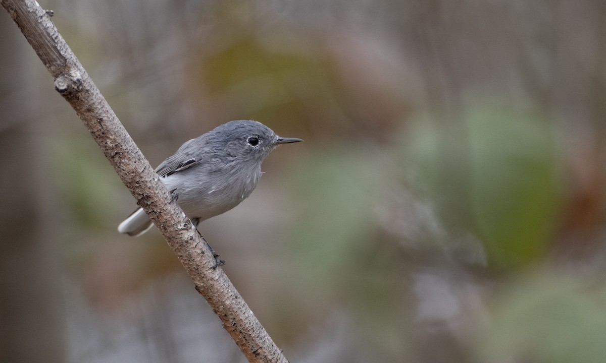 Blue-gray Gnatcatcher (obscura Group) - ML269762641